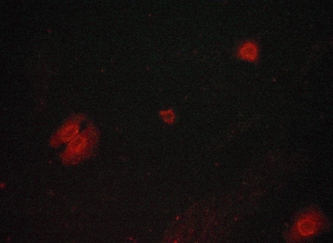 Phospho-GSK3B (Ser9) Antibody in Immunocytochemistry (ICC/IF)