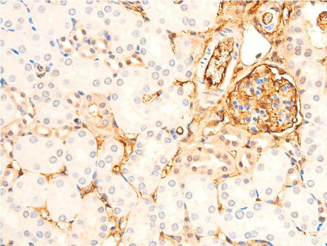 Phospho-GSK3B (Ser9) Antibody in Immunohistochemistry (Paraffin) (IHC (P))