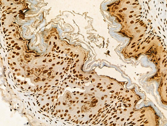 Phospho-RUNX1 (Ser249) Antibody in Immunohistochemistry (Paraffin) (IHC (P))