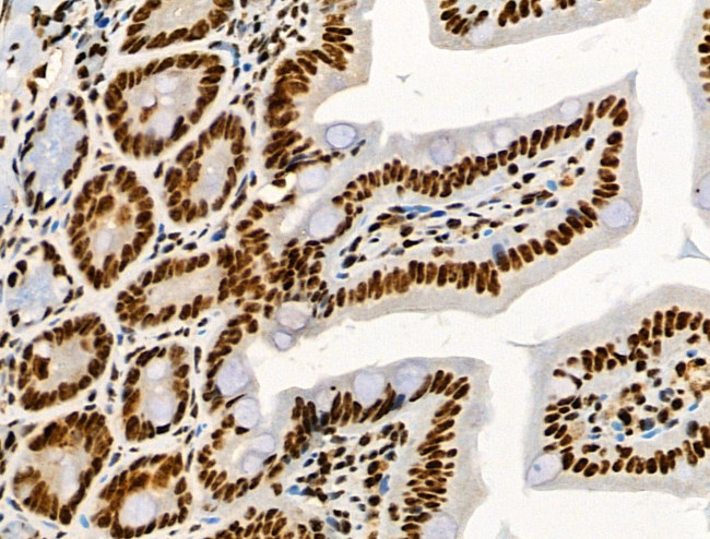 Phospho-RUNX1 (Ser249) Antibody in Immunohistochemistry (Paraffin) (IHC (P))