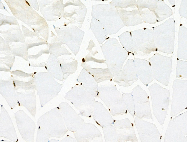 Phospho-RUNX1 (Ser249) Antibody in Immunohistochemistry (Paraffin) (IHC (P))