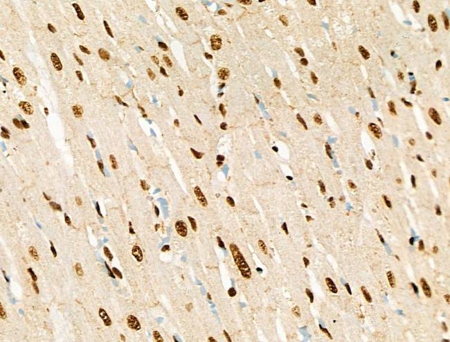 Phospho-RUNX1 (Ser249) Antibody in Immunohistochemistry (Paraffin) (IHC (P))