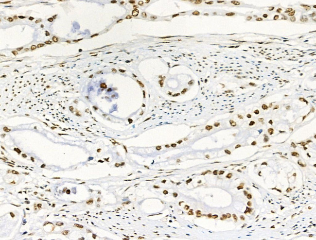 Phospho-RUNX1 (Ser249) Antibody in Immunohistochemistry (Paraffin) (IHC (P))