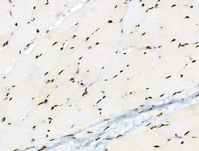 Phospho-RUNX1 (Ser249) Antibody in Immunohistochemistry (Paraffin) (IHC (P))