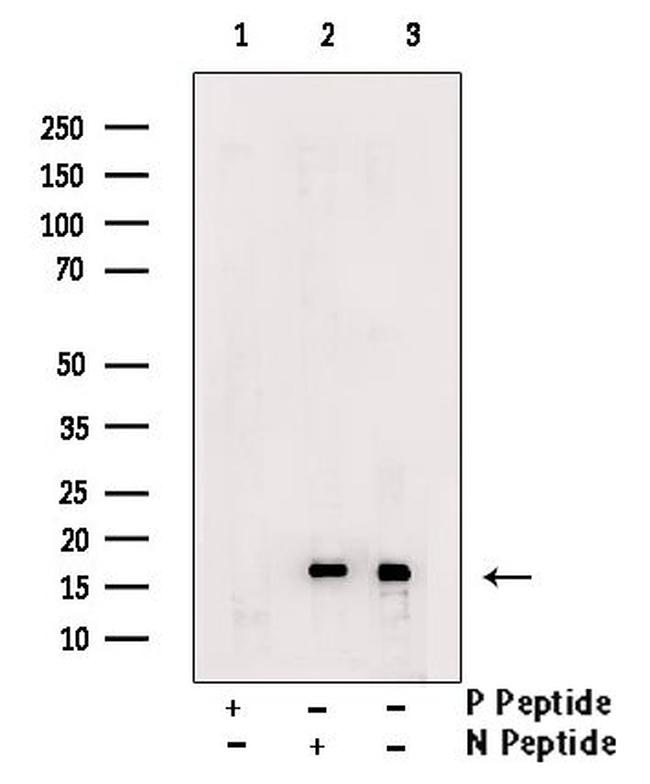 Phospho-CENPA (Ser7) Antibody in Western Blot (WB)