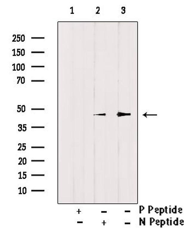 Phospho-Doublecortin (Ser297) Antibody in Western Blot (WB)