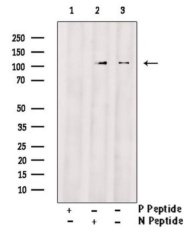 Phospho-eIF3b (Ser154) Antibody in Western Blot (WB)