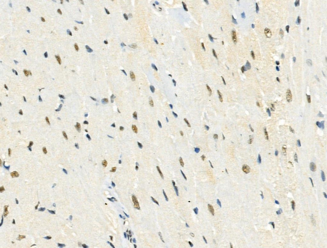 Phospho-NuMA (Ser395) Antibody in Immunohistochemistry (Paraffin) (IHC (P))