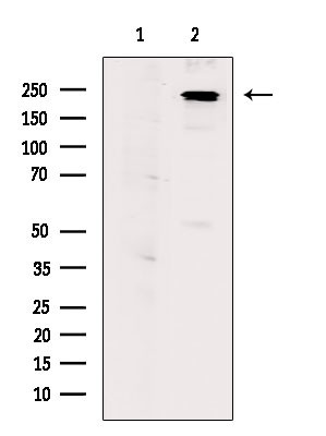 Phospho-NuMA (Ser395) Antibody in Western Blot (WB)