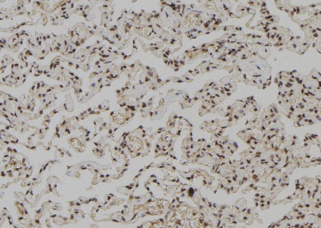 Phospho-NuMA (Ser395) Antibody in Immunohistochemistry (Paraffin) (IHC (P))