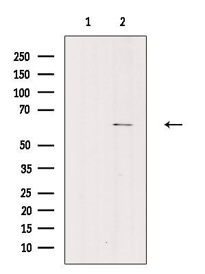 Phospho-PAK2 (Ser20) Antibody in Western Blot (WB)