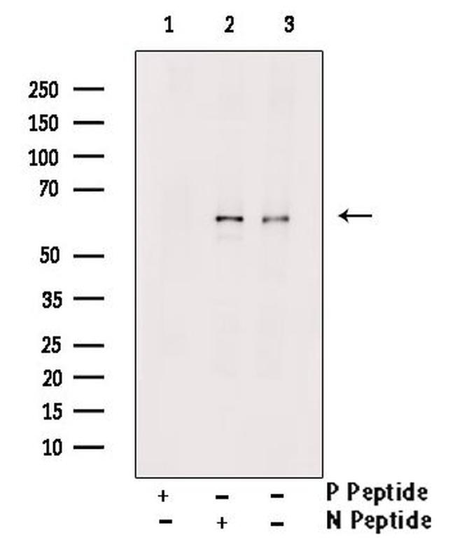 Phospho-PLK1 (Thr210) Antibody in Western Blot (WB)