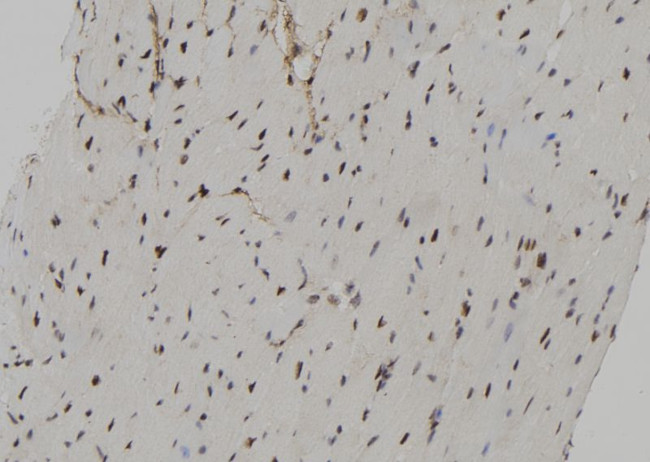 Phospho-RSK2 (Ser227) Antibody in Immunohistochemistry (Paraffin) (IHC (P))