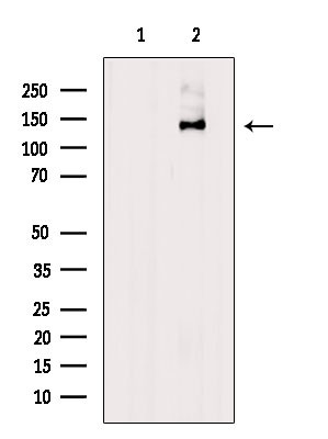 Phospho-SHIP1 (Tyr1022) Antibody in Western Blot (WB)