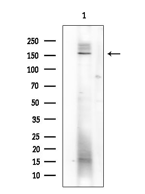 Phospho-SHIP1 (Tyr1022) Antibody in Western Blot (WB)