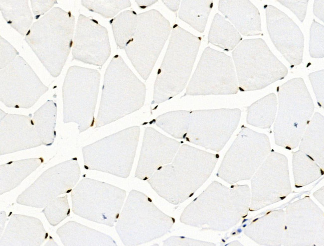 Phospho-SKP2 (Ser64) Antibody in Immunohistochemistry (Paraffin) (IHC (P))