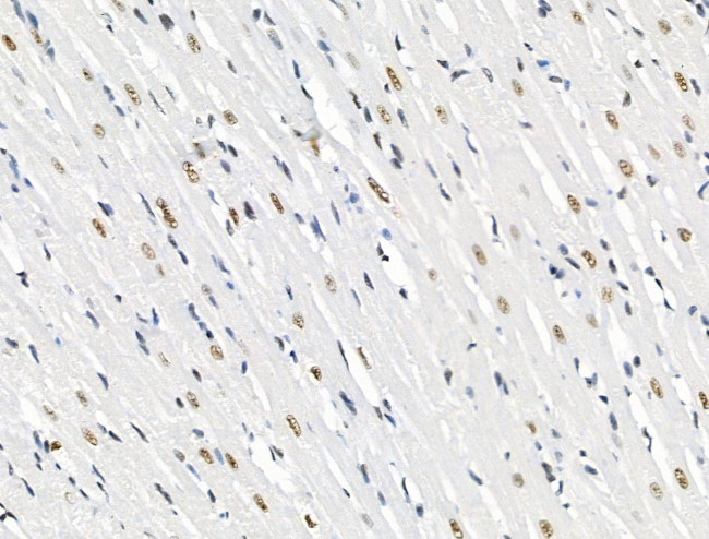 Phospho-SKP2 (Ser64) Antibody in Immunohistochemistry (Paraffin) (IHC (P))