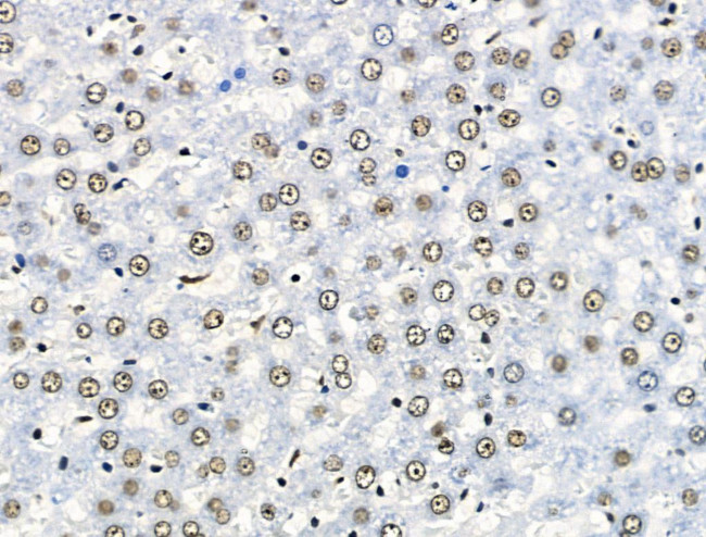 Phospho-SKP2 (Ser64) Antibody in Immunohistochemistry (Paraffin) (IHC (P))