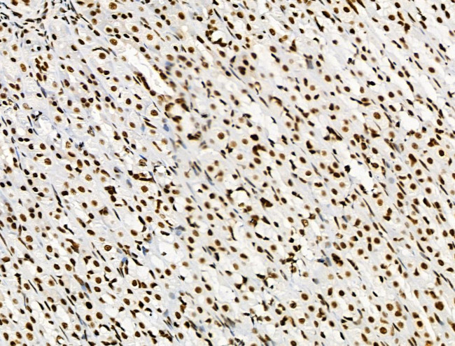 Phospho-SKP2 (Ser64) Antibody in Immunohistochemistry (Paraffin) (IHC (P))