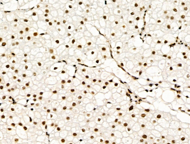 Phospho-SKP2 (Ser64) Antibody in Immunohistochemistry (Paraffin) (IHC (P))