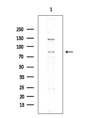 Phospho-MECP2 (Ser80) Antibody in Western Blot (WB)