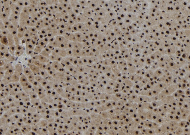 Phospho-KLF4 (Ser254) Antibody in Immunohistochemistry (Paraffin) (IHC (P))