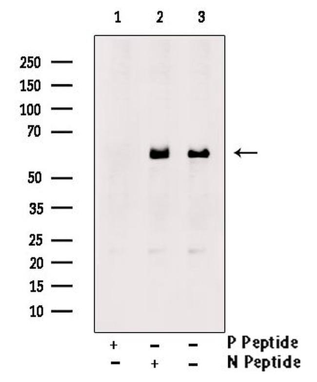 Phospho-KLF4 (Ser254) Antibody in Western Blot (WB)