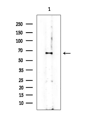 Phospho-Chk1 (Ser286) Antibody in Western Blot (WB)