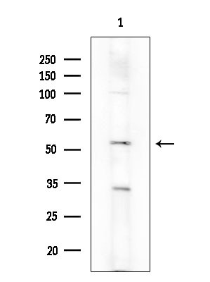 Phospho-Chk1 (Ser286) Antibody in Western Blot (WB)