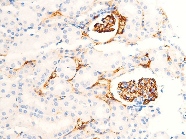 Phospho-Chk1 (Ser301) Antibody in Immunohistochemistry (Paraffin) (IHC (P))