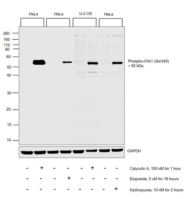 Phospho-Chk1 (Ser345) Antibody in Western Blot (WB)