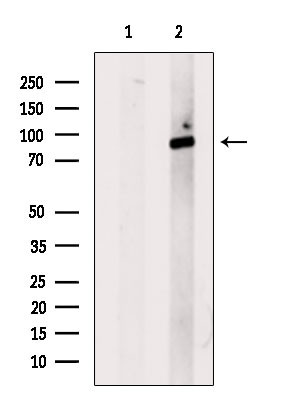 Phospho-IKK beta (Tyr188) Antibody in Western Blot (WB)