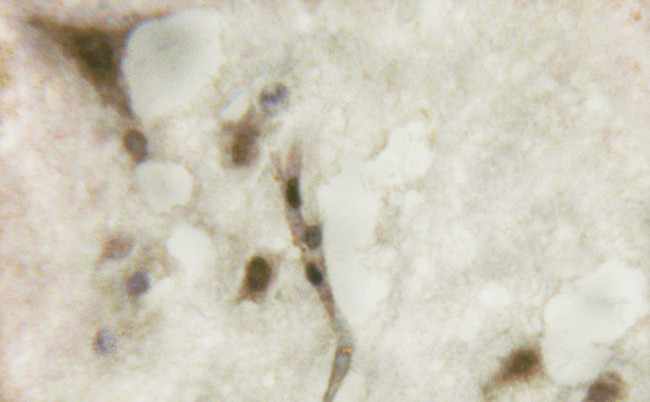 Phospho-Survivin (Thr117) Antibody in Immunohistochemistry (Paraffin) (IHC (P))