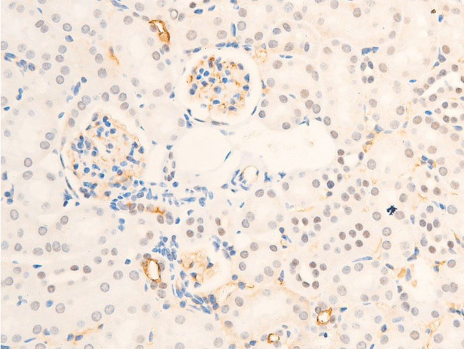 Phospho-Survivin (Thr117) Antibody in Immunohistochemistry (Paraffin) (IHC (P))