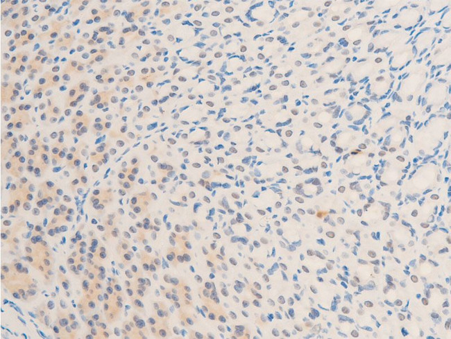 Phospho-Survivin (Thr117) Antibody in Immunohistochemistry (Paraffin) (IHC (P))