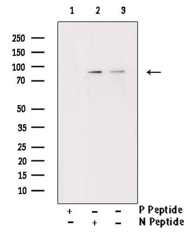 Phospho-MSK1 (Ser212) Antibody in Western Blot (WB)