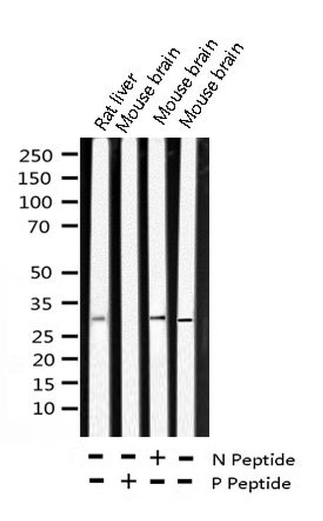 Phospho-SNAIL (Ser246) Antibody in Western Blot (WB)