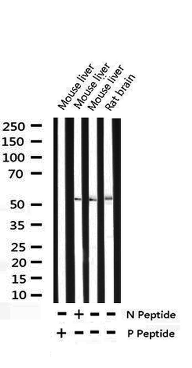 Phospho-p53 (Ser15) Antibody in Western Blot (WB)