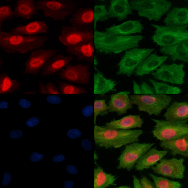 Phospho-c-Jun (Ser243) Antibody in Immunocytochemistry (ICC/IF)