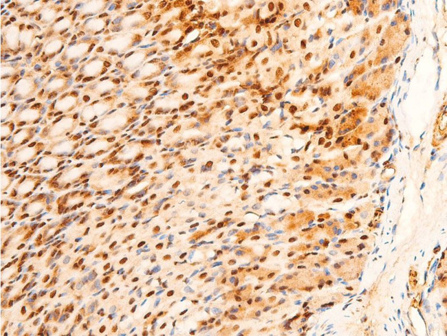 Phospho-c-Jun (Ser243) Antibody in Immunohistochemistry (Paraffin) (IHC (P))