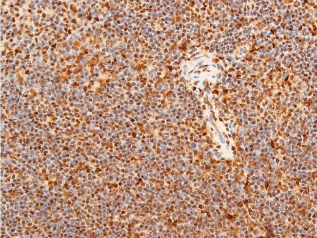 Phospho-c-Jun (Ser243) Antibody in Immunohistochemistry (Paraffin) (IHC (P))