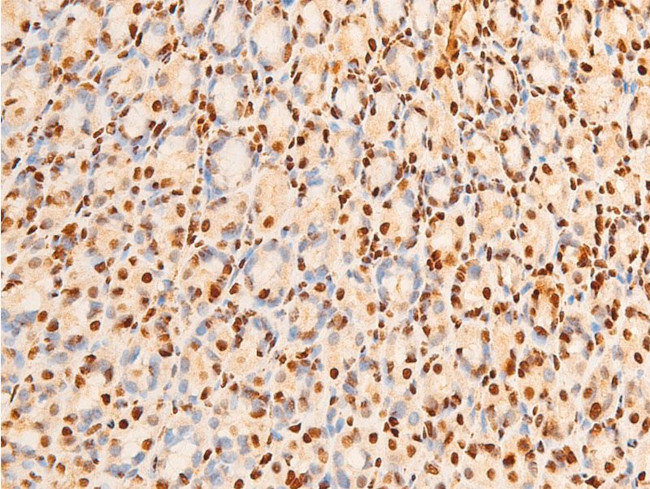 Phospho-c-Jun (Ser243) Antibody in Immunohistochemistry (Paraffin) (IHC (P))