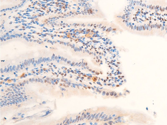 Phospho-c-Jun (Thr239) Antibody in Immunohistochemistry (Paraffin) (IHC (P))