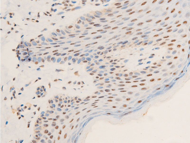 Phospho-c-Jun (Thr239) Antibody in Immunohistochemistry (Paraffin) (IHC (P))