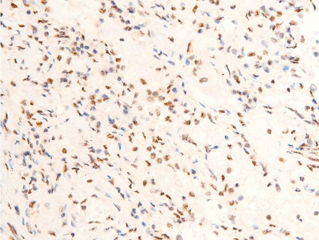 Phospho-c-Jun (Thr239) Antibody in Immunohistochemistry (Paraffin) (IHC (P))