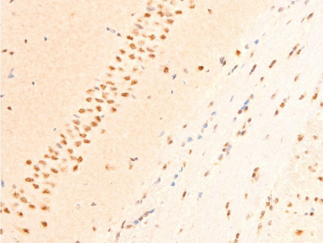 Phospho-c-Jun (Thr239) Antibody in Immunohistochemistry (Paraffin) (IHC (P))