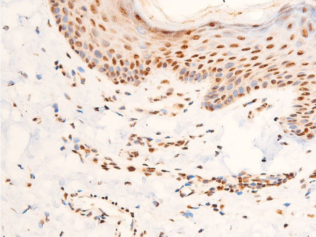 Phospho-c-Jun (Thr91) Antibody in Immunohistochemistry (Paraffin) (IHC (P))