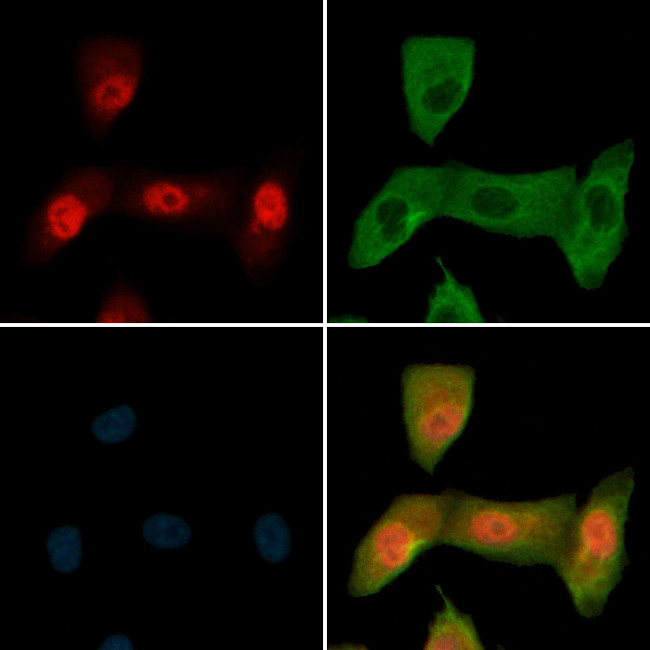 Phospho-c-Jun (Thr93) Antibody in Immunocytochemistry (ICC/IF)