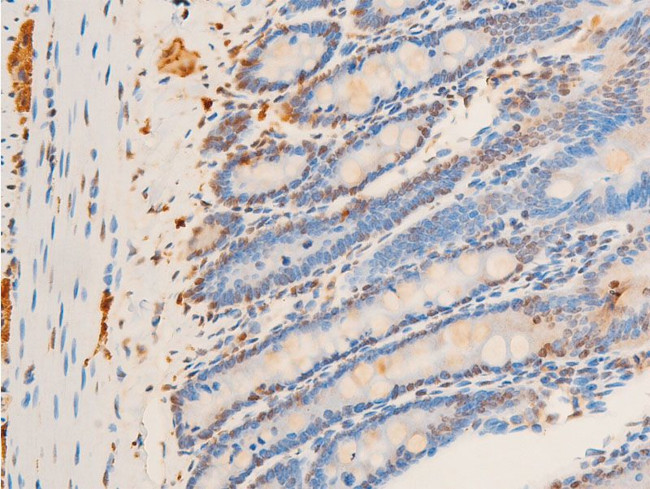 Phospho-c-Jun (Thr93) Antibody in Immunohistochemistry (Paraffin) (IHC (P))