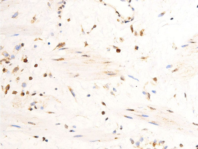 Phospho-c-Jun (Tyr170) Antibody in Immunohistochemistry (Paraffin) (IHC (P))